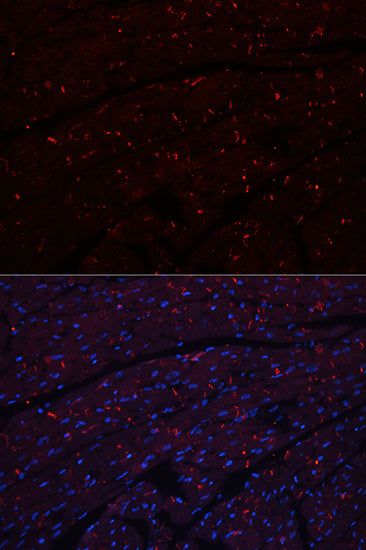 N-Cadherin Rabbit pAb
