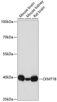 CKMT1B Rabbit pAb