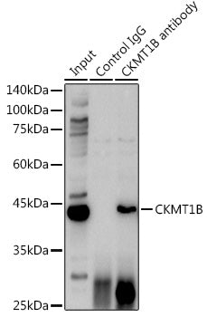 CKMT1B Rabbit pAb