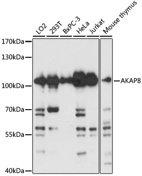 AKAP8 Rabbit pAb