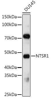 NTSR1 Rabbit pAb