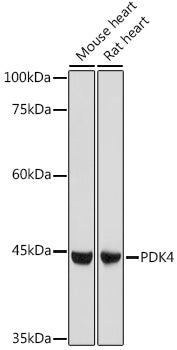 PDK4 Rabbit pAb