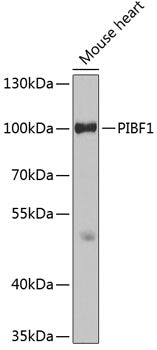 PIBF1 Rabbit pAb