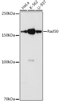 Rad50 Rabbit pAb
