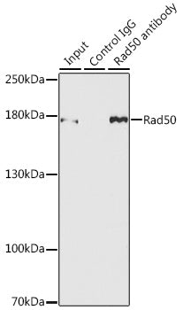 Rad50 Rabbit pAb