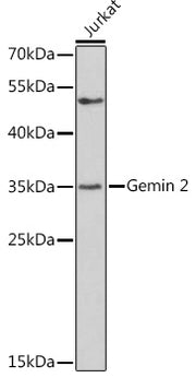 Gemin 2 Rabbit pAb