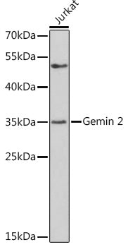Gemin 2 Rabbit pAb