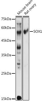 SOX1 Rabbit pAb