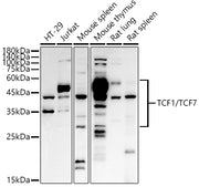 TCF1/TCF7 Rabbit pAb