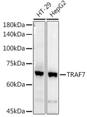 TRAF7 Rabbit pAb