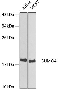 SUMO4 Rabbit pAb