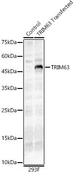 TRIM63 Rabbit pAb