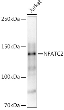NFATC2 Rabbit pAb