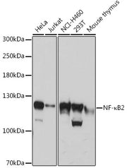 NF-κB2 Rabbit pAb