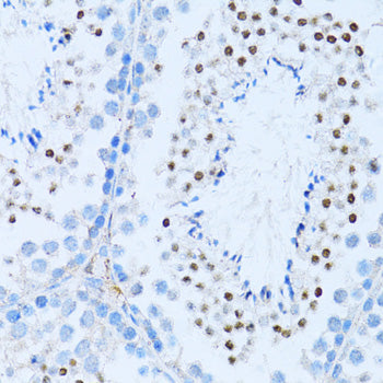 NF-κB2 Rabbit pAb