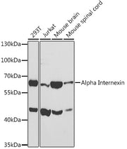 Alpha Internexin Rabbit pAb