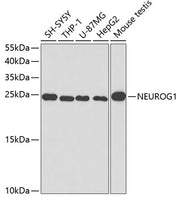 NEUROG1 Rabbit pAb
