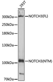 NOTCH3 Rabbit pAb