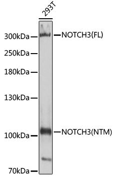 NOTCH3 Rabbit pAb