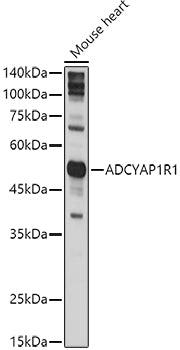ADCYAP1R1 Rabbit pAb