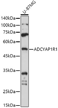 ADCYAP1R1 Rabbit pAb