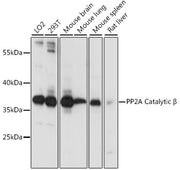 PP2A Catalytic β Rabbit pAb
