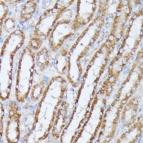 PP2A Catalytic β Rabbit pAb