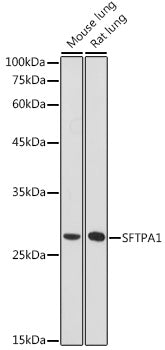 SFTPA1 Rabbit pAb