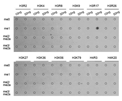 MonoMethyl-Histone H3-R17 Rabbit pAb