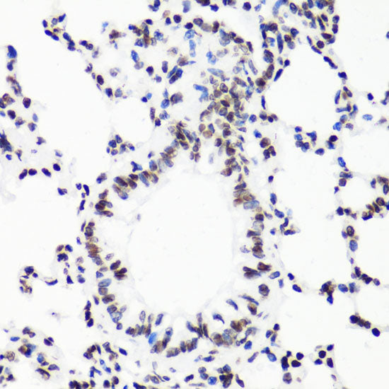 MonoMethyl-Histone H3-R17 Rabbit pAb