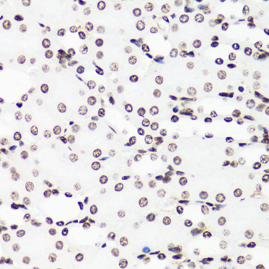 MonoMethyl-Histone H3-R17 Rabbit pAb