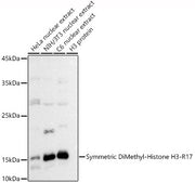 Symmetric DiMethyl-Histone H3-R17 Rabbit pAb