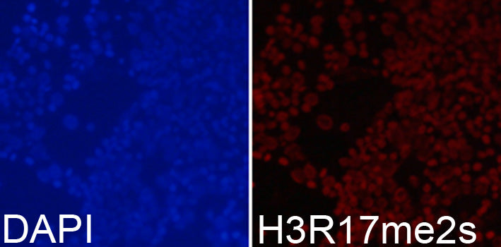 Symmetric DiMethyl-Histone H3-R17 Rabbit pAb