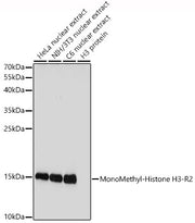 MonoMethyl-Histone H3-R2 Rabbit pAb