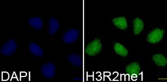 MonoMethyl-Histone H3-R2 Rabbit pAb