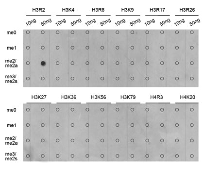 Asymmetric DiMethyl-Histone H3-R2 Rabbit pAb