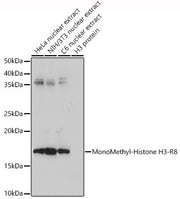 MonoMethyl-Histone H3-R8 Rabbit pAb