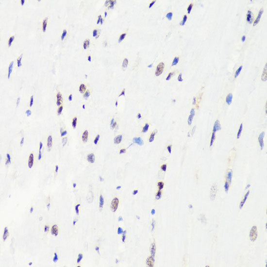 MonoMethyl-Histone H3-R8 Rabbit pAb