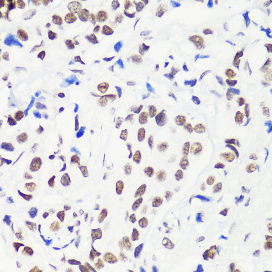 MonoMethyl-Histone H3-R8 Rabbit pAb