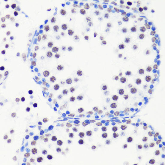 MonoMethyl-Histone H3-R8 Rabbit pAb