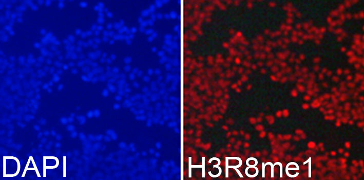 MonoMethyl-Histone H3-R8 Rabbit pAb