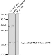 Asymmetric DiMethyl-Histone H3-R8 Rabbit pAb