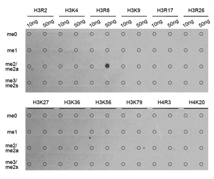 Asymmetric DiMethyl-Histone H3-R8 Rabbit pAb