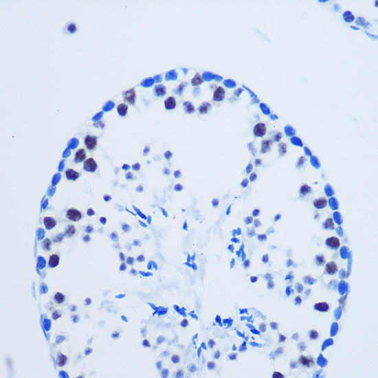 Asymmetric DiMethyl-Histone H3-R8 Rabbit pAb
