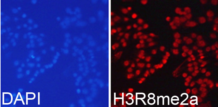 Asymmetric DiMethyl-Histone H3-R8 Rabbit pAb