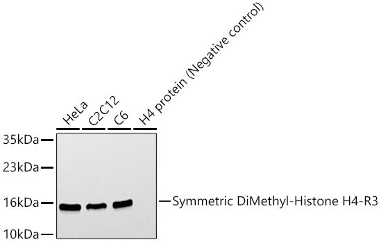Symmetric DiMethyl-Histone H4-R3 Rabbit pAb