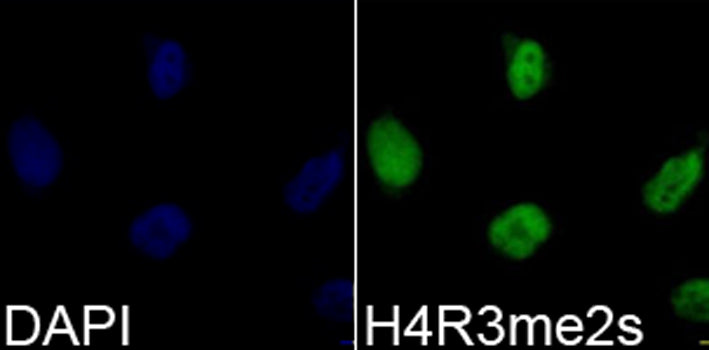 Symmetric DiMethyl-Histone H4-R3 Rabbit pAb