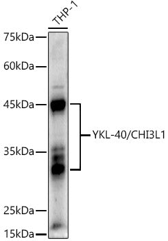 YKL-40/CHI3L1 Rabbit pAb