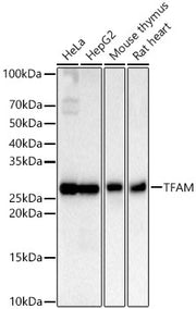 TFAM Rabbit mAb