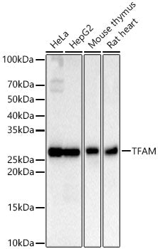 TFAM Rabbit mAb